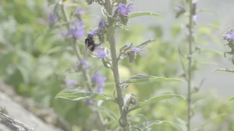 Slow mo Bumblebee in flowers 2 Stock Footage 163127284