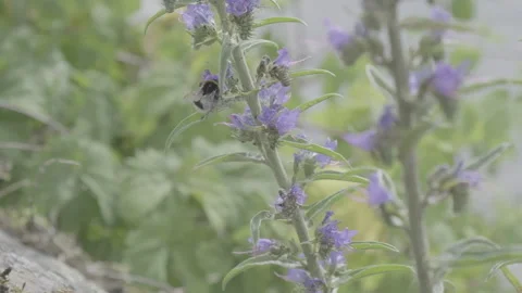 Slow mo Bumblebee in flowers Stock Footage 163126728