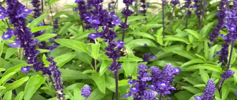 Slow mo bumblebee purple flower Stock Footage 138655909