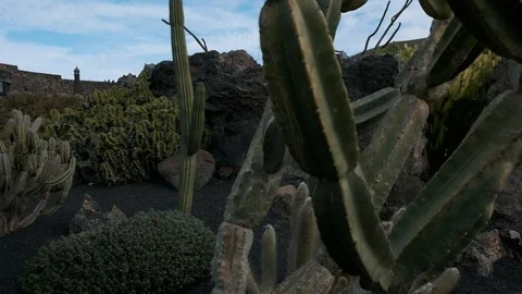 Slow Mo Cactus Stock Footage 101993249
