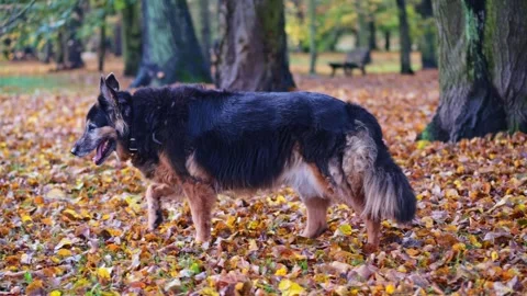 Slow-mo capture of a German Shepherd walking in grass, surrounded by fall f.. Stock Footage 255767355