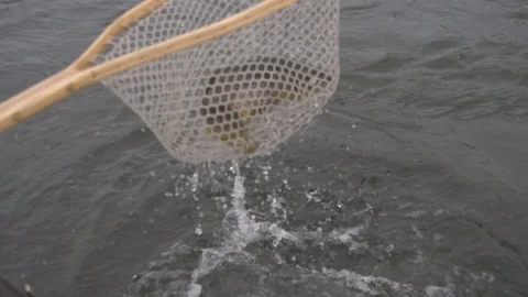 Slow mo catching a fish with a net Stock Footage 90457109