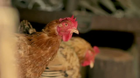Slow-Mo: Chicken Looking Around Itself Confused Stock Footage 35298470
