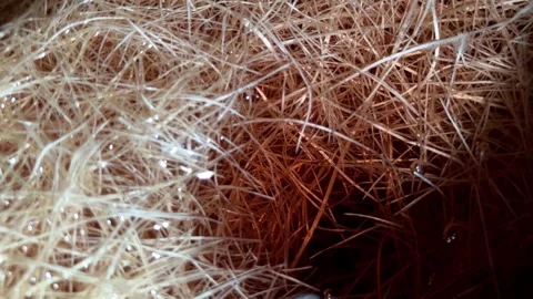 Slow mo close up of dense hydroponic melon plant roots with water bubbles. 動画素材 340941199
