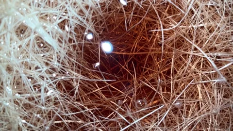 Slow mo close up of dense hydroponic melon plant roots with water bubbles. 스톡 동영상 340941200