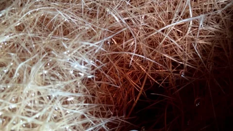 Slow mo close up of dense hydroponic melon plant roots with water bubbles. Stock Footage 342128843