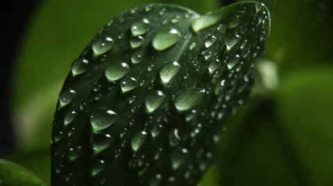 SLOW-MO close up form water dripping on a leaf Stock Footage 52526664
