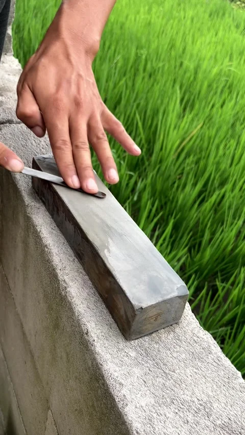 Slow mo close up hands sharpening sickle on whetstone by green rice field. 스톡 동영상 342516165