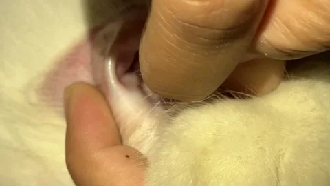 Slow mo close up of owner cleaning white cat's dirty ear with a cotton bud. 스톡 동영상 340941291