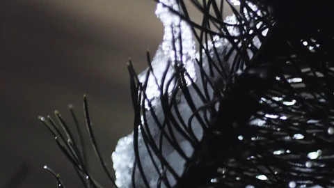 Slow mo close up pine tree snow Vídeo Stock 122231777