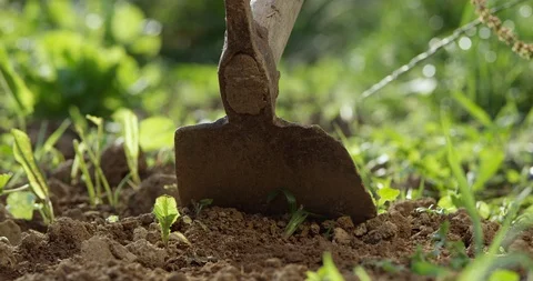 Slow Mo Close Up Working In Garden With Hoe Stock Footage 112317064