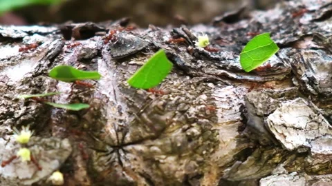 Slow-mo closeup of leaf cutter ants carrying pieces of leaves over a branch Stock Footage 241003233
