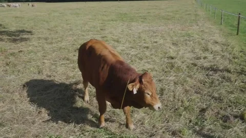 Slow-mo cow eating grass. Stock Footage 156758693