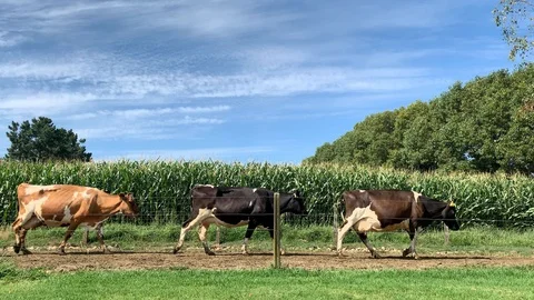 Slow mo - Cows walk out of the cowshed on an organic milk farm, Planted Corn cro 動画素材 115855591