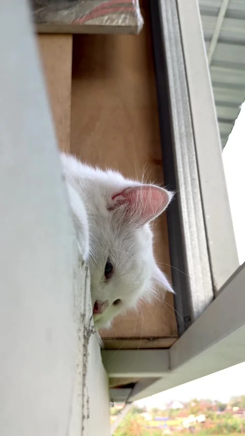 Slow mo cute fluffy white cat peeking down from a high ledge. Video stock 340978593