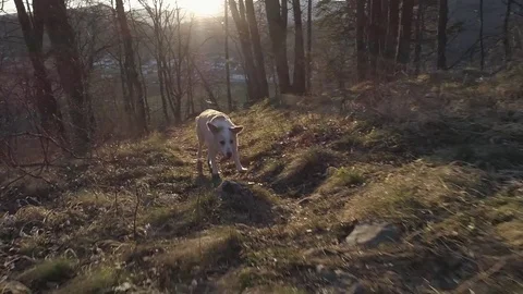 SLOW MO Cute small white dog follows the camera up the hill thru forest path Stock Footage 73832456