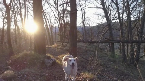 SLOW MO Cute small white dog follows the camera in beautiful natural sunset Stock Footage 73834892