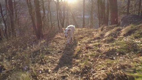 SLOW MO Cute small white dog follows the camera up the hill at autumn sunset Stock Footage 73836255