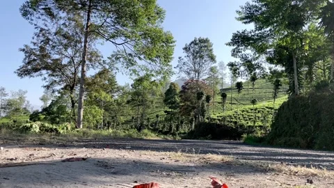 Slow mo distant man jogging on rural street with lush tea plantation view. Stock Footage 341322258