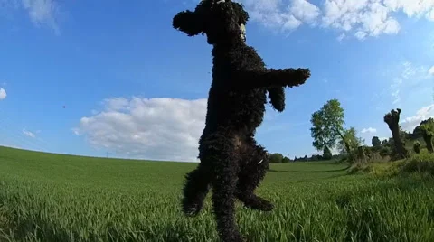 Slow-Mo: Dog jumping Stock-Footage 52086614