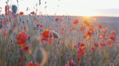Slow mo dolly style shot of sunset and vibrant blooming poppies Video stock 64017875