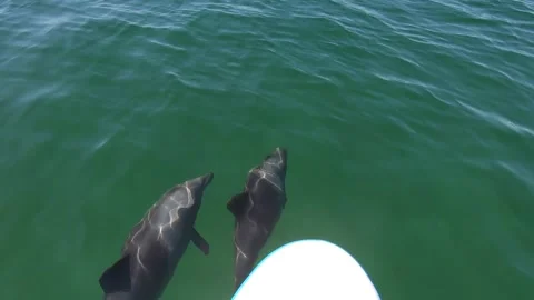 Slow Mo Dolphins Stock Footage 248066882