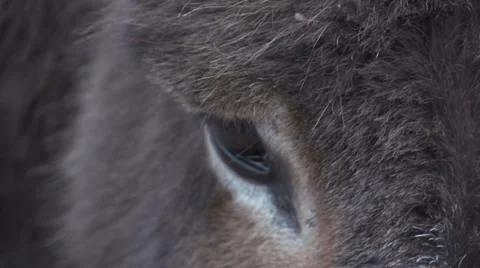 Slow-Mo Donkey close up blink Video stock 37182672