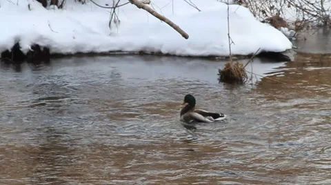 SLOW MO-DUCK DRYING OFF SHAKE TAIL Stock Footage 1000745