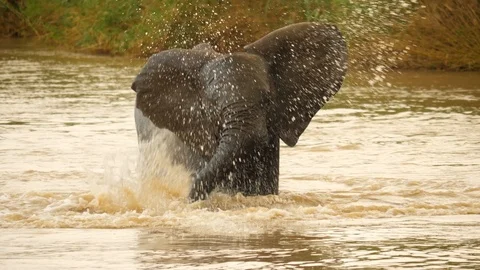 Slow mo: Elephant turns in river, big splash. Stares at camera, water dripping. Stock Footage 105501154