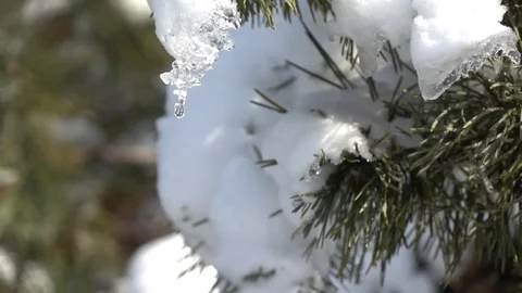 Slow-mo footage. Dripping a drop of melted snow from a spruce branch Stock Footage 85386664