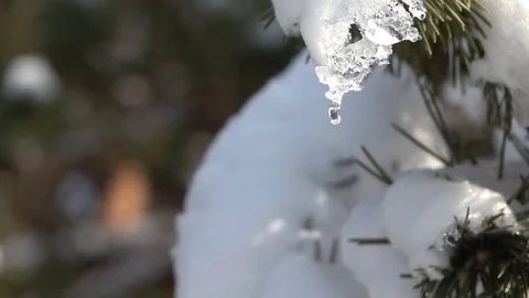 Slow-mo footage. Dripping a drop of melted snow from a spruce branch 動画素材 85386672