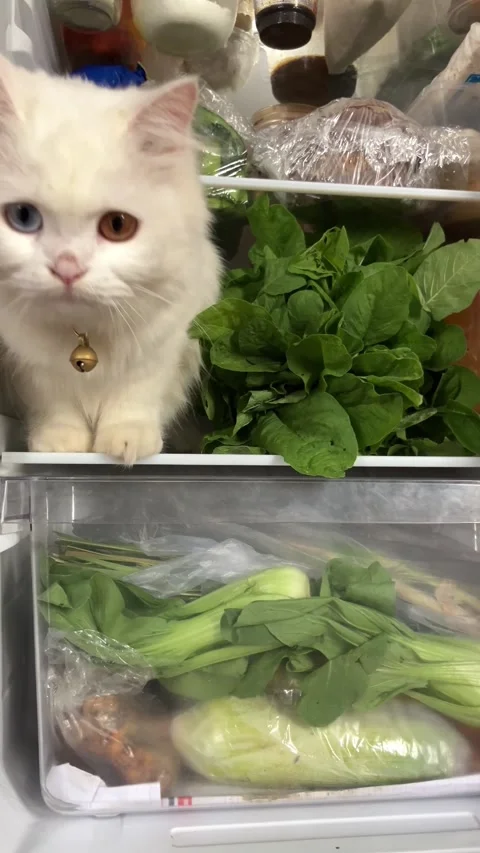 Slow mo funny white odd eyed cat getting out of open refrigerator. Видео 342578673