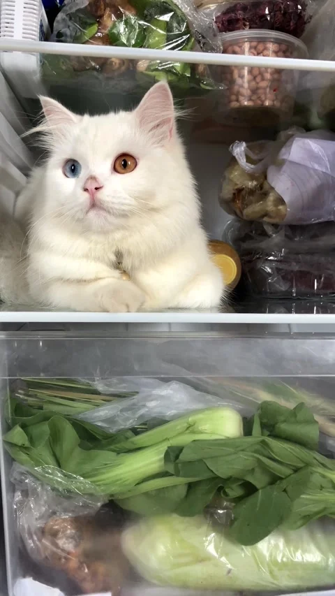 Slow mo funny white odd eyed cat sitting inside open refrigerator. 動画素材 342578833
