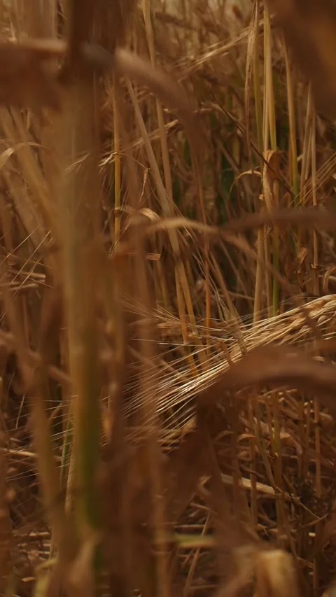 Slow-mo of golden rye sprouts swaying in the wind in a rye field on a sunny day Stock Footage 248528596