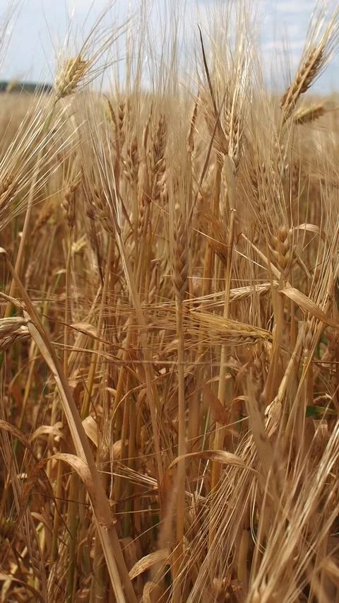 Slow-mo of golden rye sprouts swaying in the wind in a rye field on a sunny day Stock Footage 248529317