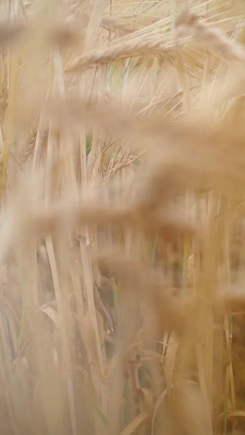 Slow-mo of golden rye sprouts swaying in the wind in a rye field on a sunny day Stock Footage 248529701