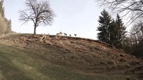 SLOW MO of a group of roe deers starts running up a hill to get away from danger Stock Footage 74189646