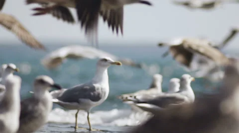 Slow-Mo: Group Of Seagulls At Seashore Stock Footage 35289220
