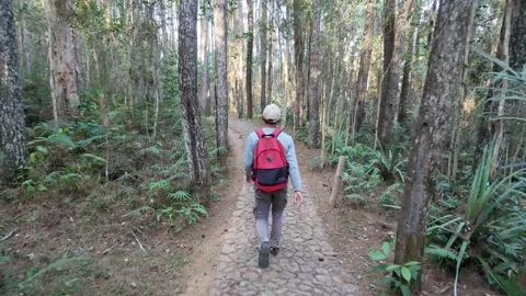 Slow mo high angle rear view of male hiker with red backpack walking down forest 스톡 동영상 341916443
