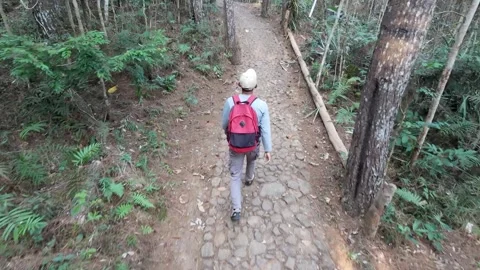 Slow mo high angle rear view of male hiker with red backpack walking down forest Stock Footage 341916457