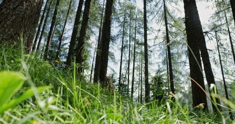 Slow Mo Hiker Running From Something Stock Footage 112329704