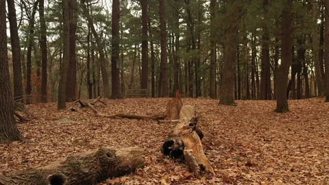 SLOW MO LEAVES FLY Stock Footage 193722496