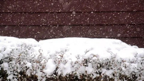 Slow-mo light flurries in front of bush 스톡 동영상 90784774