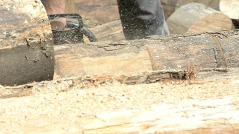 Slow-Mo: Logger Limbing A Tree Hard work harvesting firewood on a farm in the Stock Footage 336570417