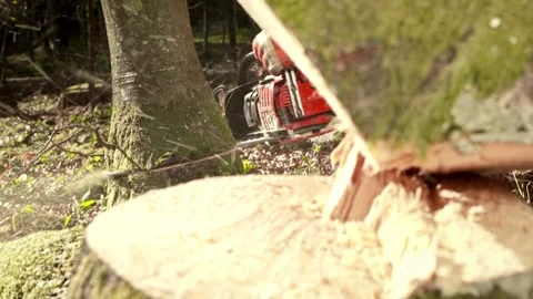 Slow-Mo: Logger Limbing A Tree Hard work harvesting firewood on a farm in the Stock Footage 336570733