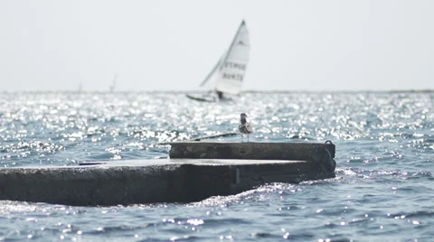 Slow-Mo: Lonely Seagull On Pier With Sailboat Passing By Stock Footage 35287364