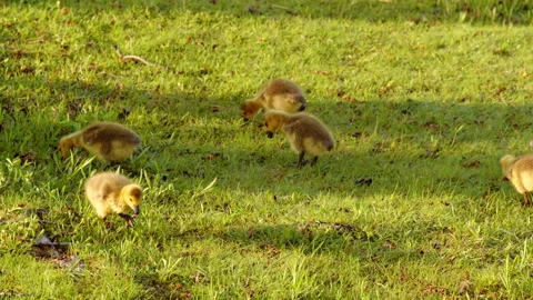 A slow-mo look at Canada goslings learning basic survival skills right after 스톡 동영상 309006218