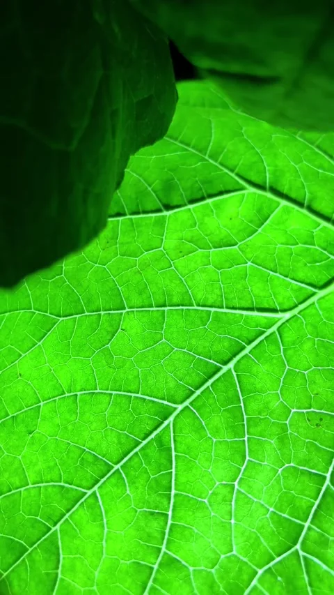 Slow mo macro close up of vibrant green leaf showing detailed veins. Stock Footage 340941210