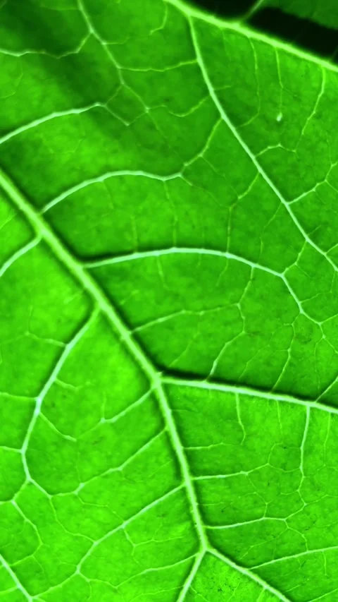 Slow mo macro close up of vibrant green leaf showing detailed veins. 스톡 동영상 340941250