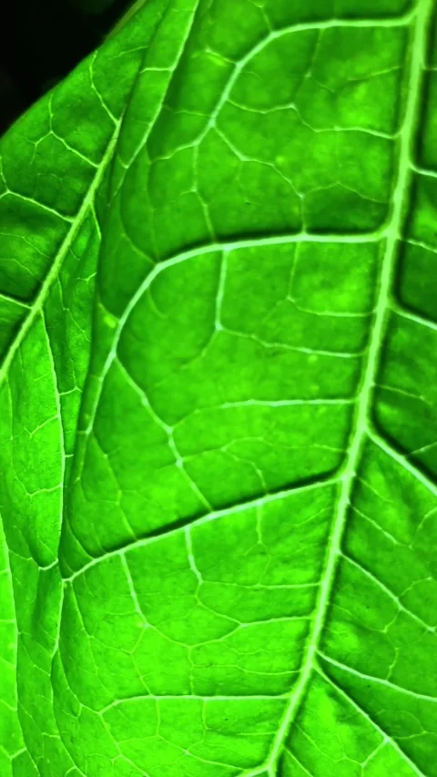 Slow mo macro close up of vibrant green leaf showing detailed veins. 스톡 동영상 340941253